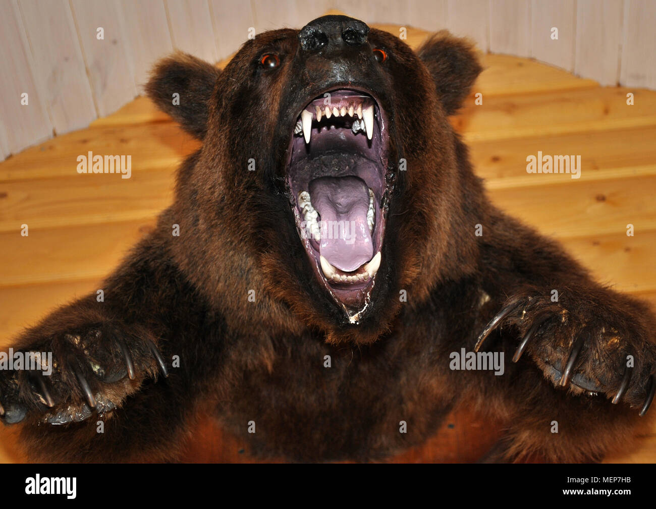 Sulla parete pende un orso ripieni di testa con una bocca aperta. Foto Stock