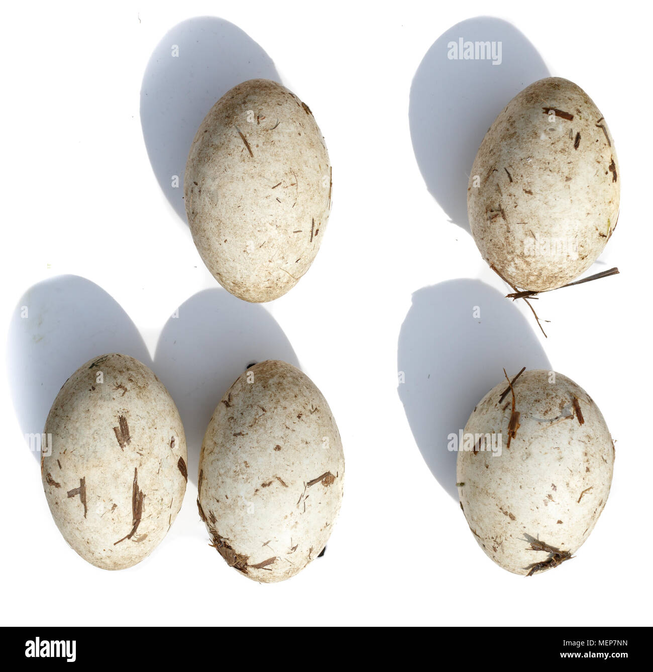 Птичьи яйца: Поганка большая, Podiceps cristatus. Le uova di Svasso maggiore di fronte a uno sfondo bianco, isolata. Foto Stock
