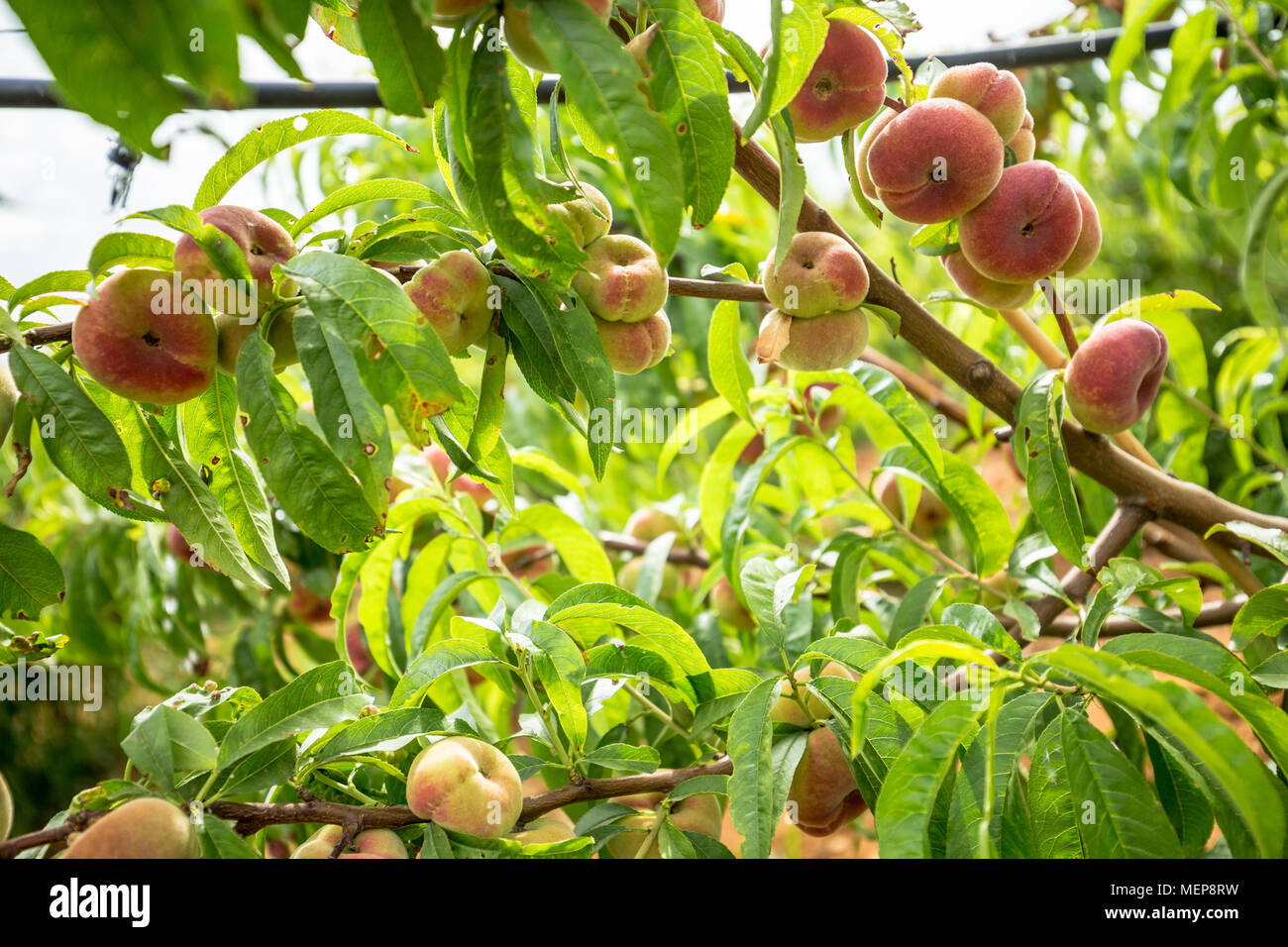 Close-up di rami con ciambella di pesche e di foglie verdi. Pesco Foto Stock