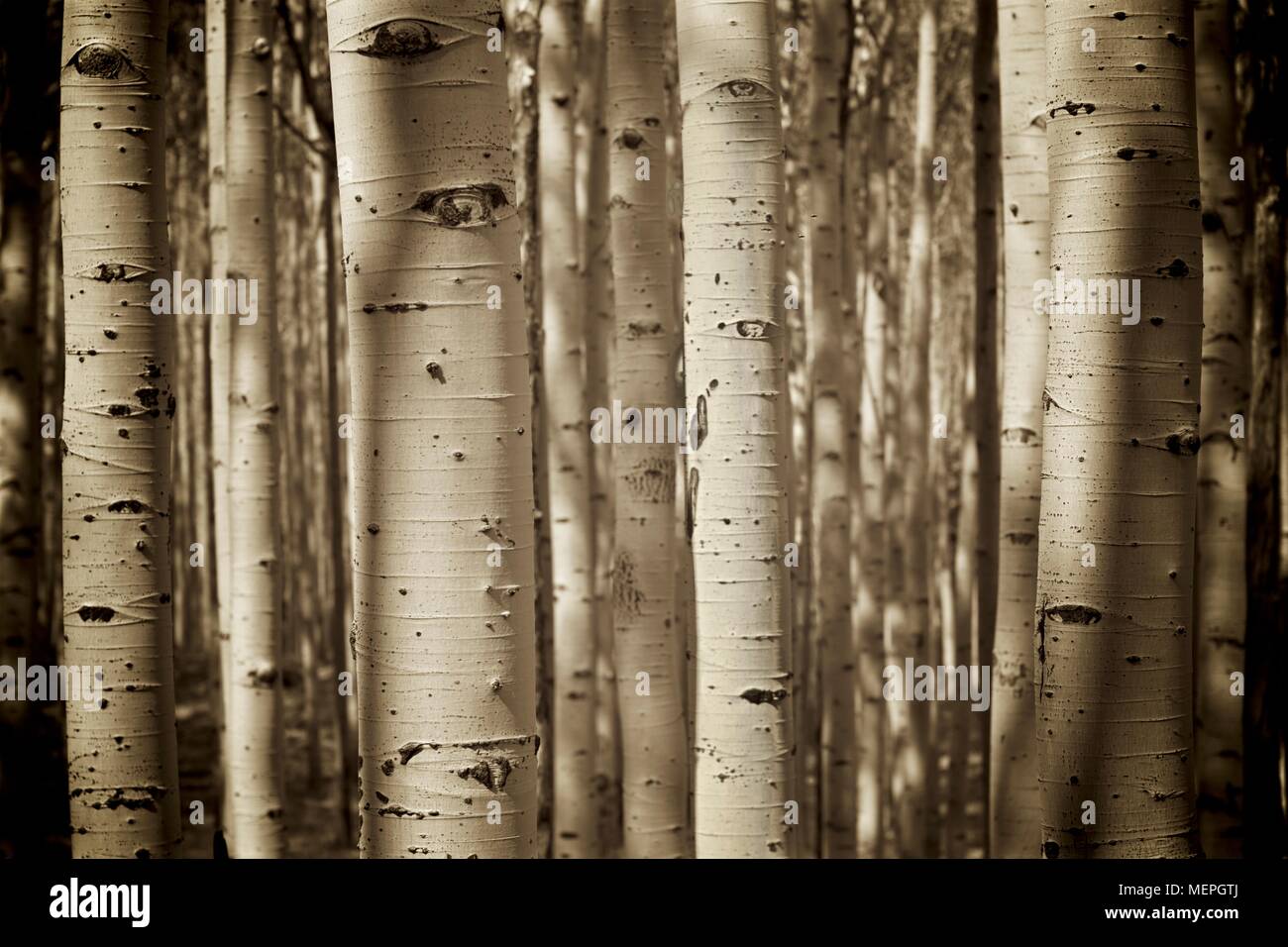 Il nero di seppia di tonalità trunk Aspen Foto Stock