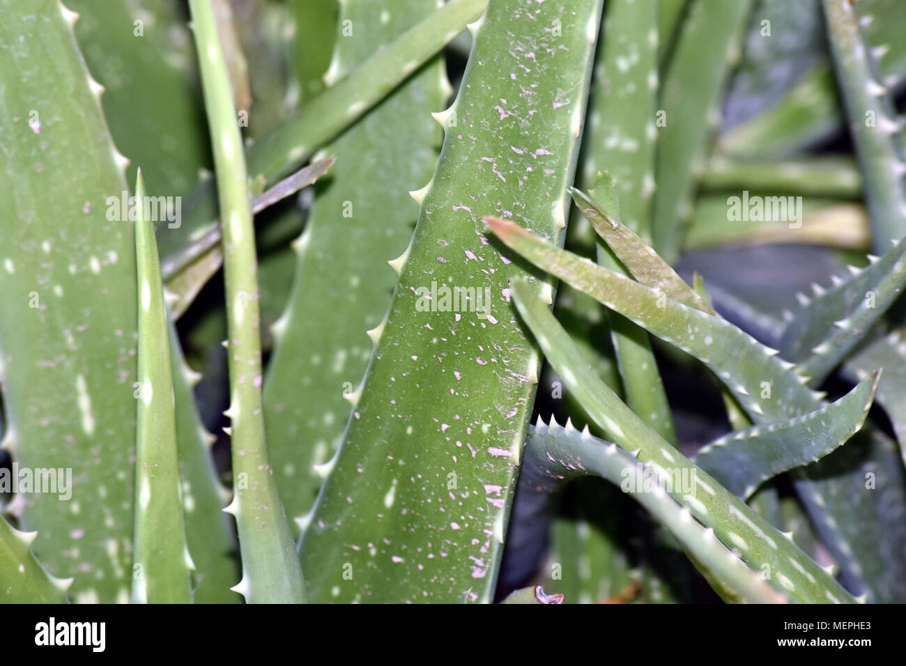 Succulento - cactus Foto Stock