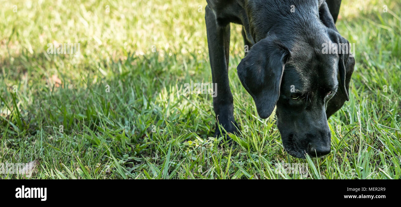 Nero labrador retriever pointer mix cane annusando l'erba. Foto Stock