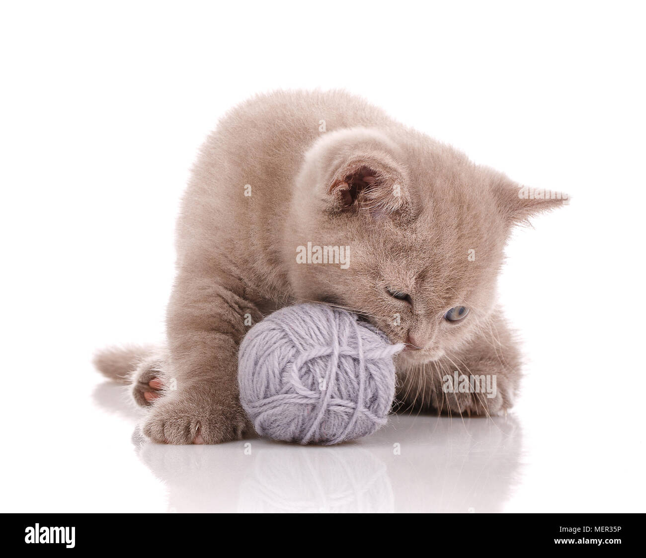 Cat. Un gattino è in riproduzione. Gioco con un groviglio di fili. Foto Stock