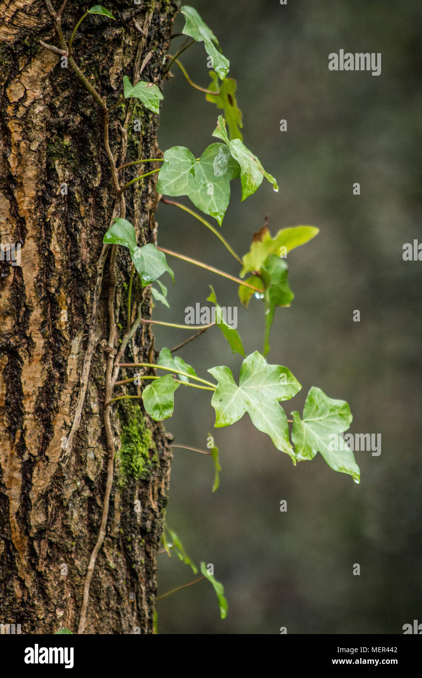 Ivy Foto Stock