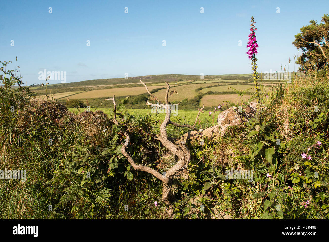 Parete di campagna Regno Unito - Cornwall rurale - Penzance Foto Stock