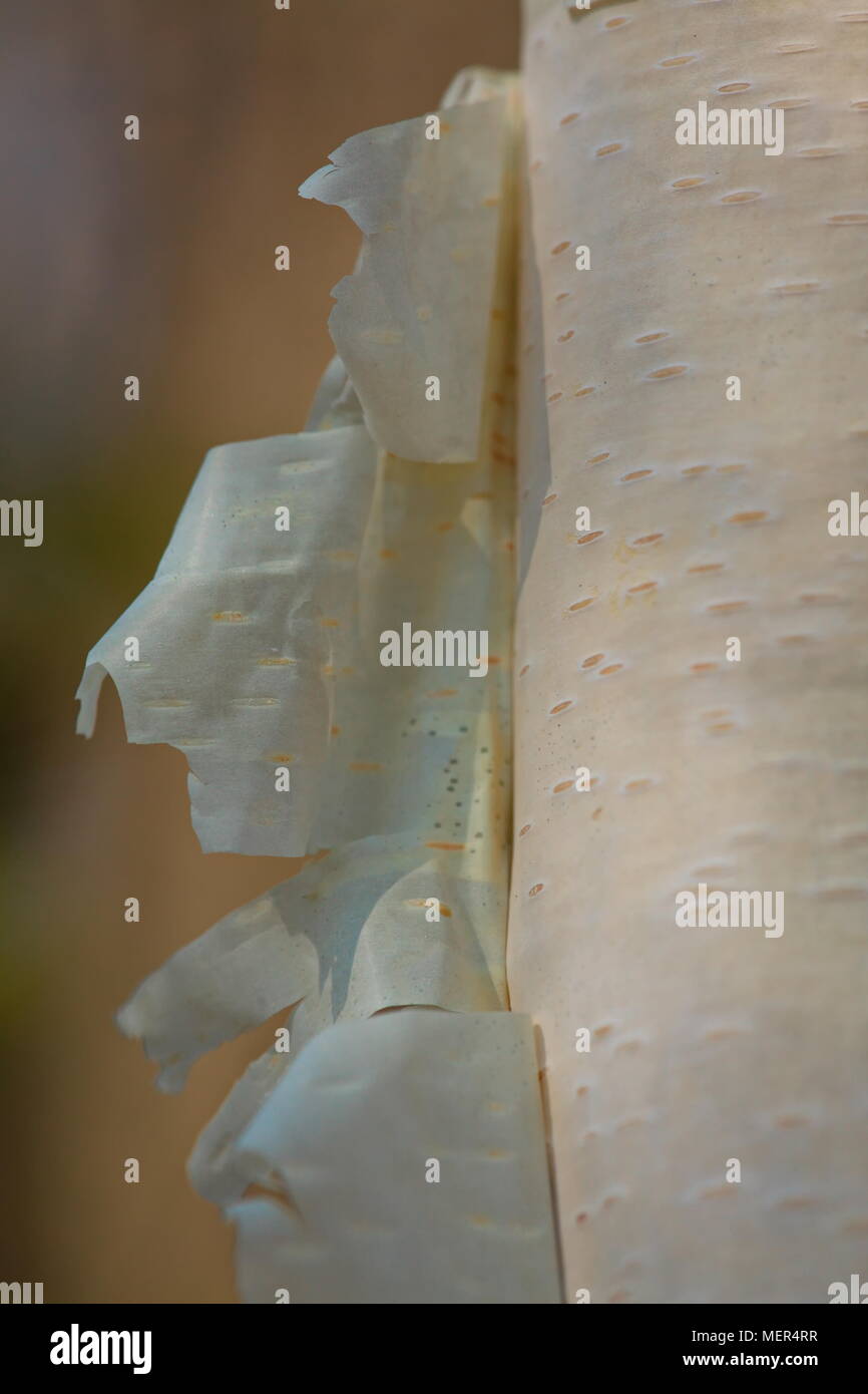 Corteccia di betulla peeling dal tronco Foto Stock