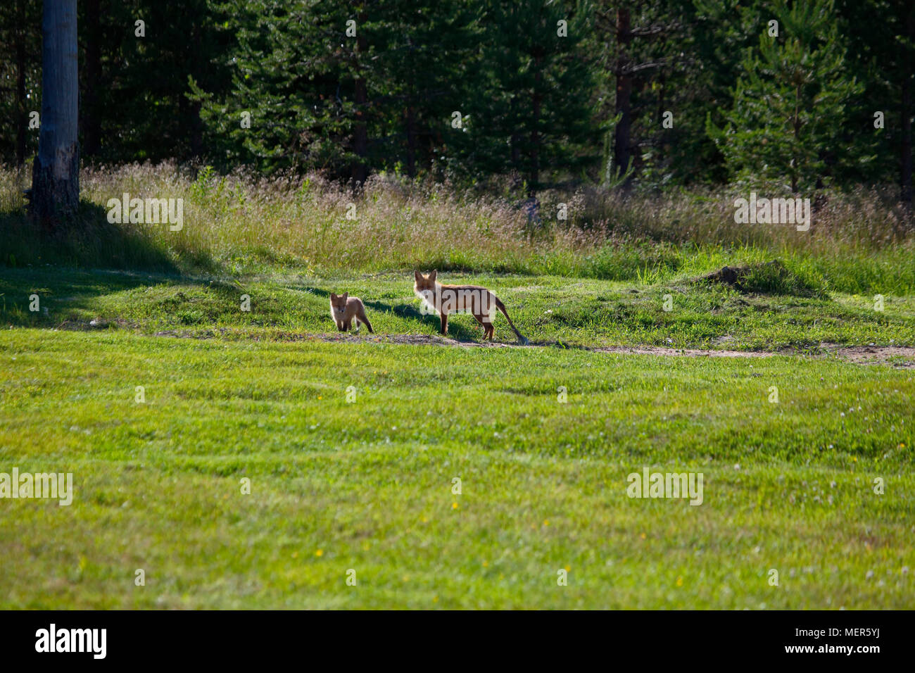 Red Fox (Vulpes vulpes vulpes) affetti da rogna Sarcoptic. Prato in corrispondenza di un bordo di una foresta su una soleggiata giornata estiva. Foto Stock