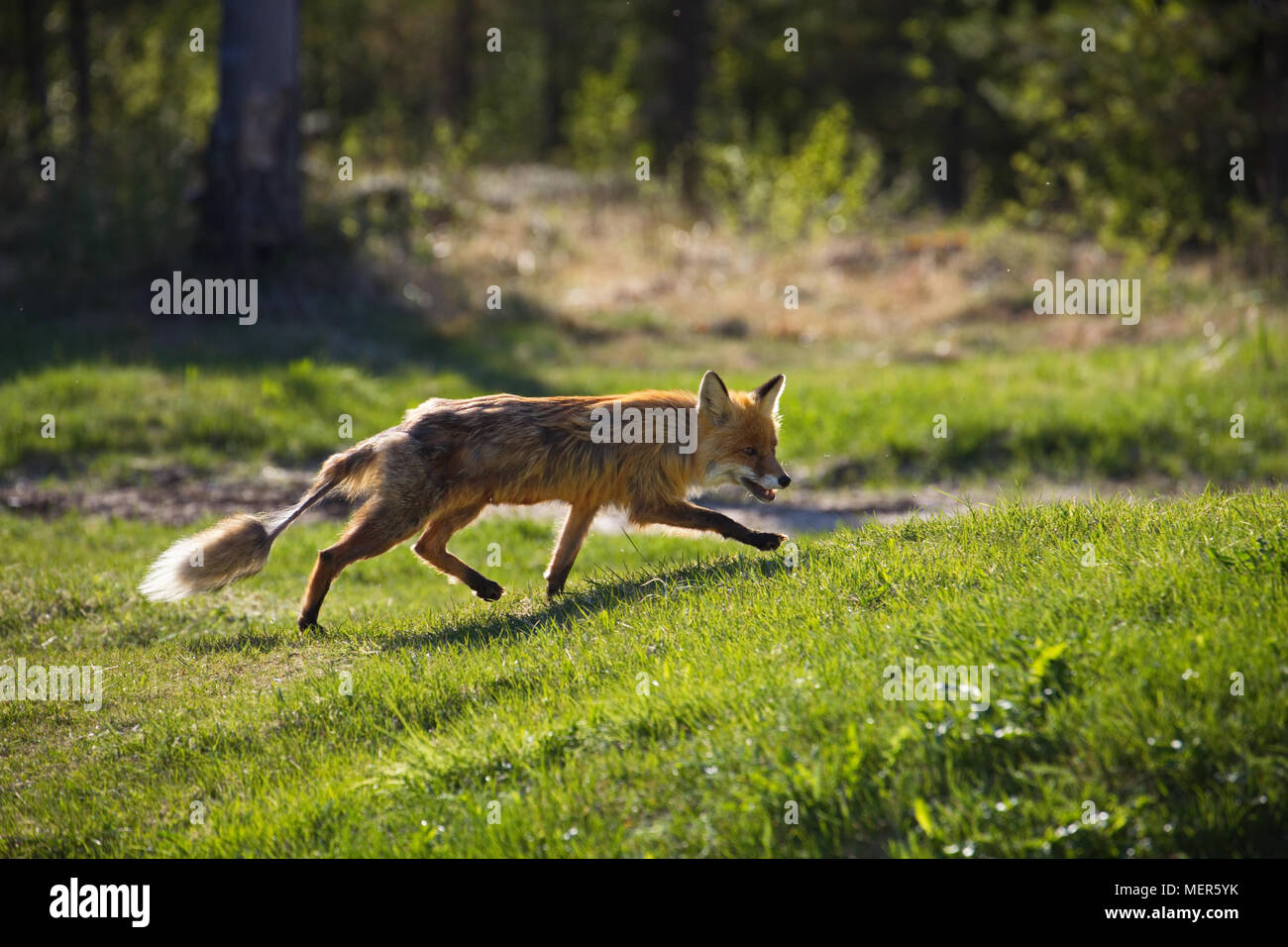 Red Fox (Vulpes vulpes vulpes) affetti da rogna Sarcoptic. Prato in corrispondenza di un bordo di una foresta su una soleggiata giornata estiva. Foto Stock