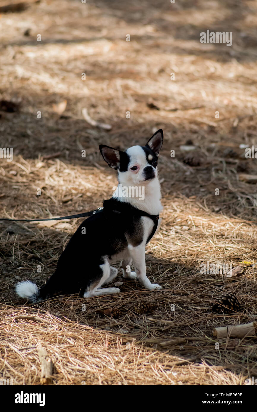 Splendide Yorkshire Terrier cane sull'erba verde Foto Stock