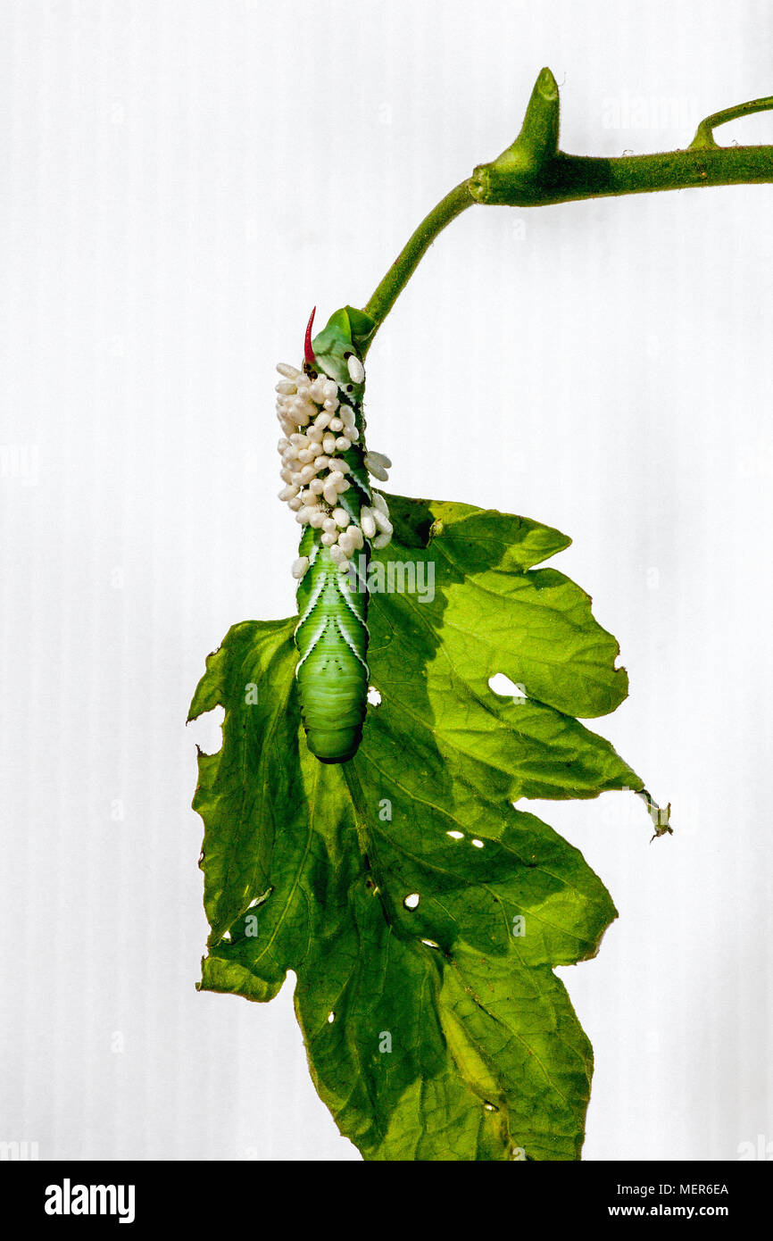 Close-up di cinque-spotted Hawkmoth caterpillar, una forma del pomodoro Hornworm, Manduchi quinquemaculata, infestati da parassiti bozzoli di vespe, Braconi Foto Stock