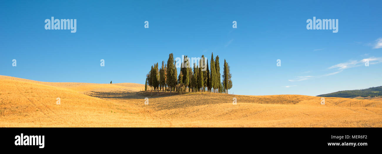 Bellissimo e tipico panorama toscano con cipressi in un campo in estate, Val d'Orcia, Toscana, Italia Foto Stock