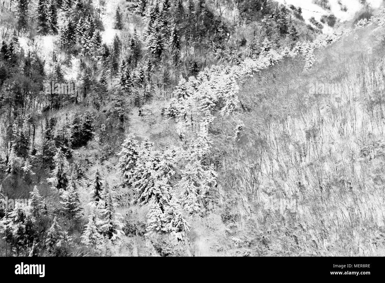 Vista aerea di alberi coperti di neve in una foresta sul lato di monte Subasio (Umbria), la creazione di un tipo di tessitura astratta Foto Stock