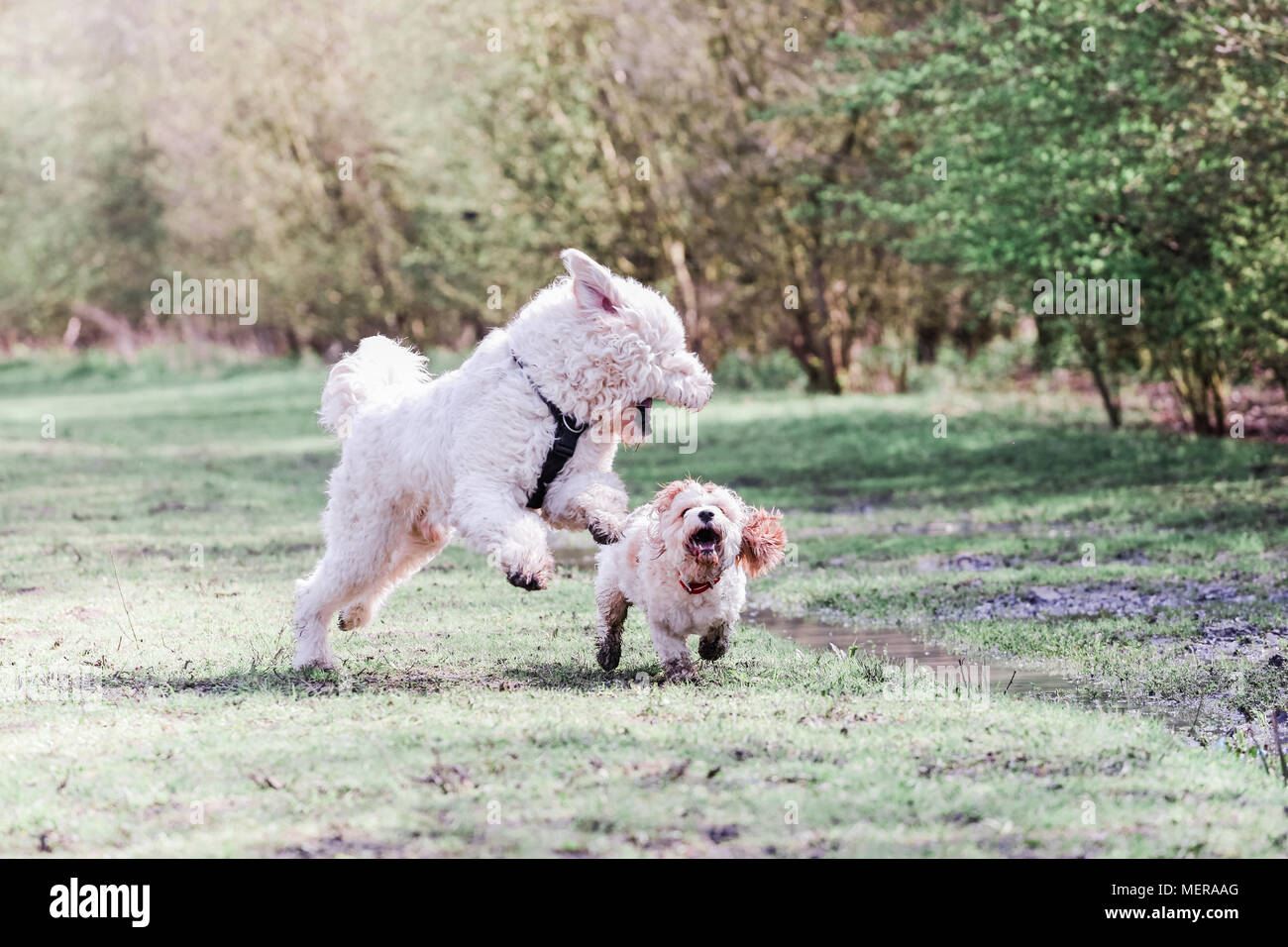 Cavachon e Golden Doodle Cani giocando insieme a una passeggiata in campagna Foto Stock