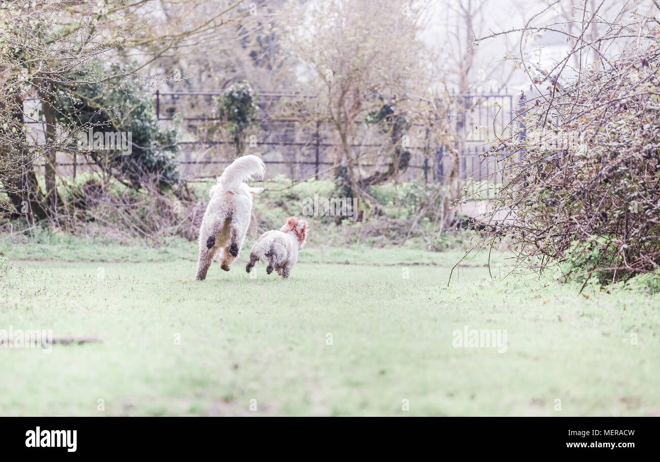 Cavachon e Golden Doodle Cani giocando insieme a una passeggiata in campagna Foto Stock