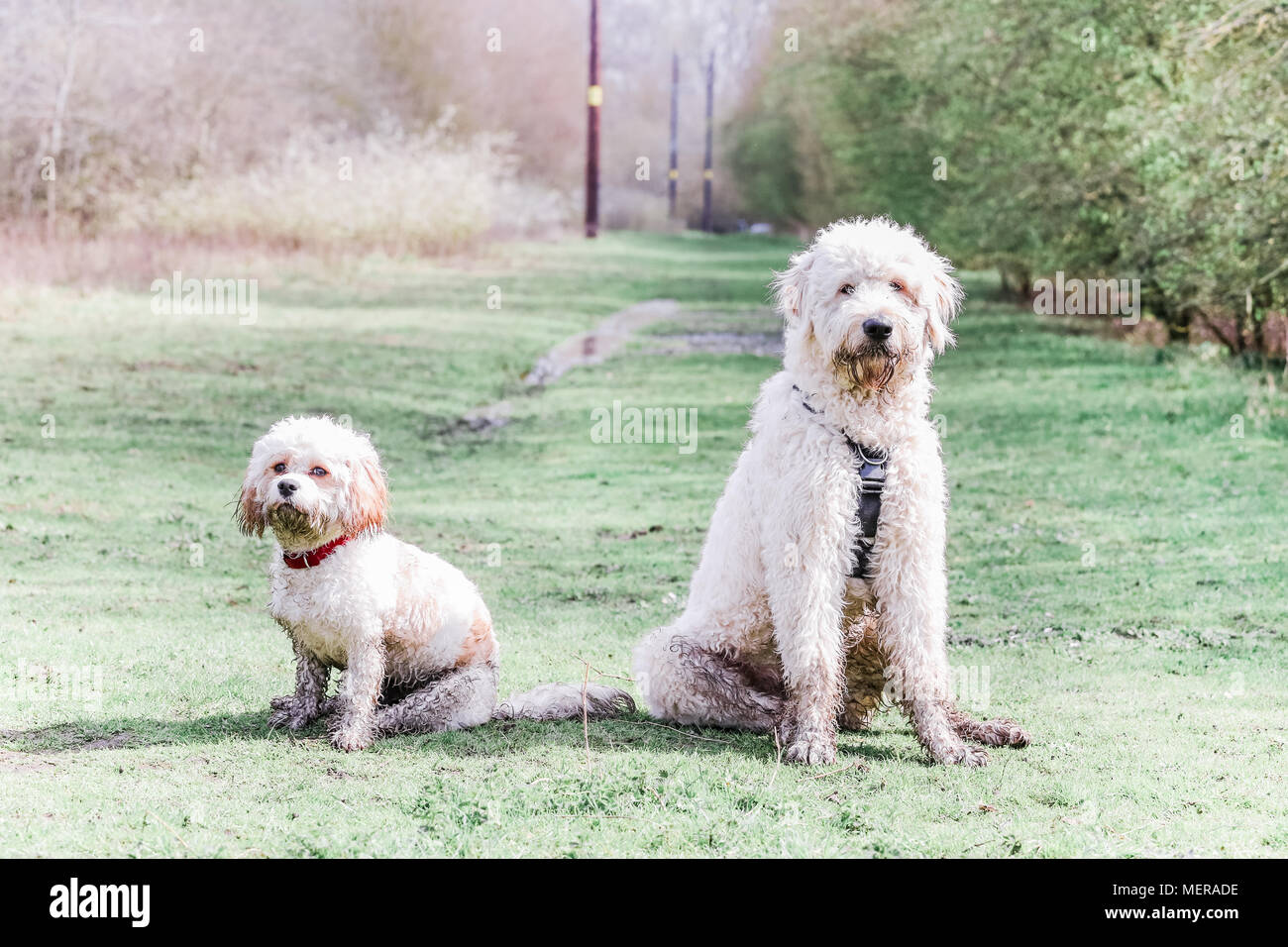 Cavachon e Golden Doodle Cani giocando insieme a una passeggiata in campagna Foto Stock