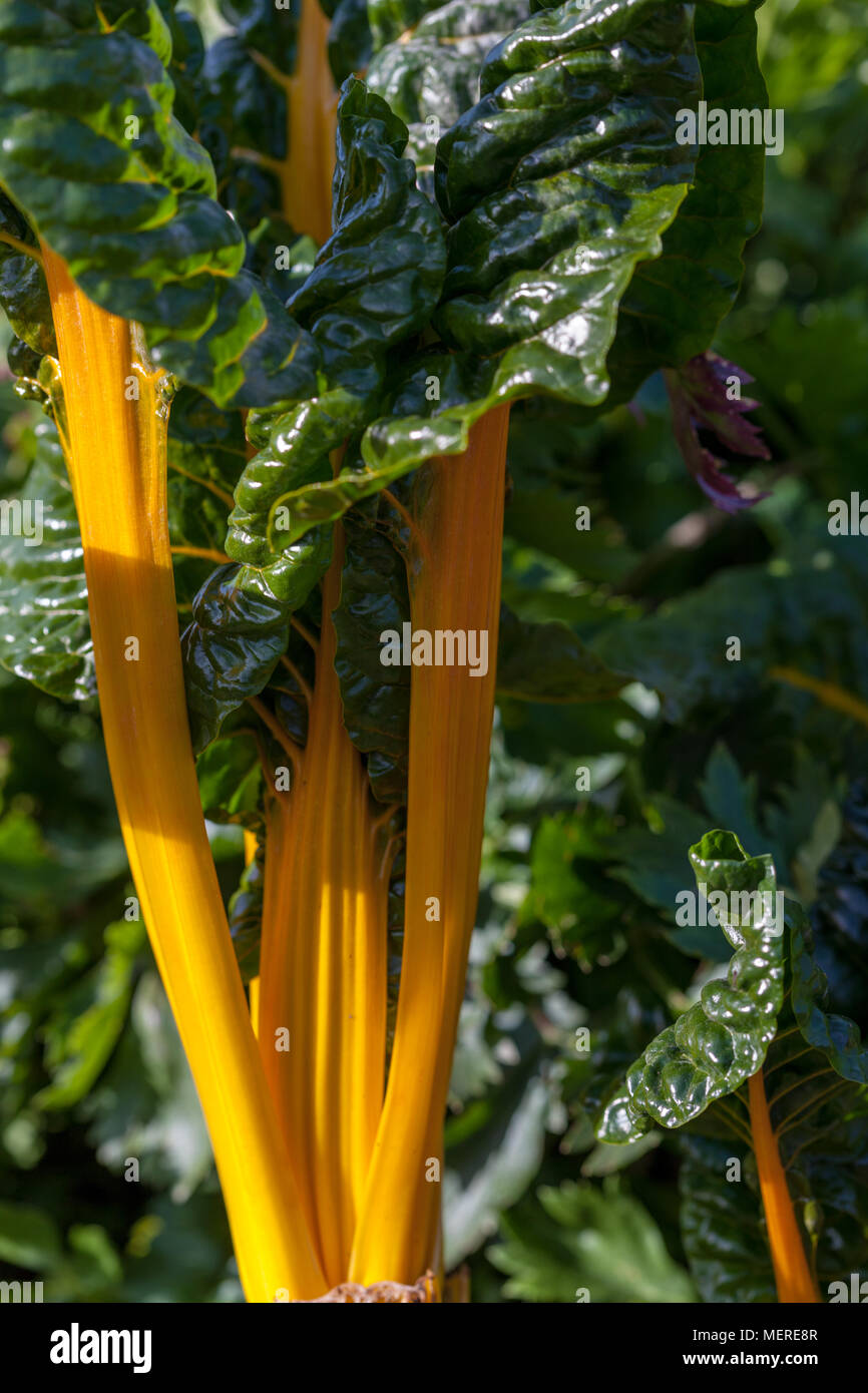 "Giallo luminoso' Barbabietola Mangold (Beta vulgaris) Foto Stock