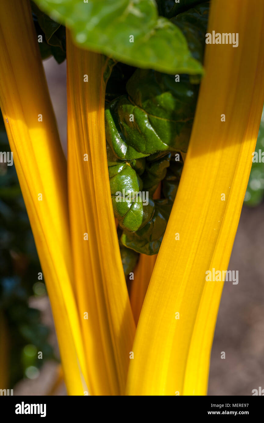 "Giallo luminoso' Barbabietola Mangold (Beta vulgaris) Foto Stock