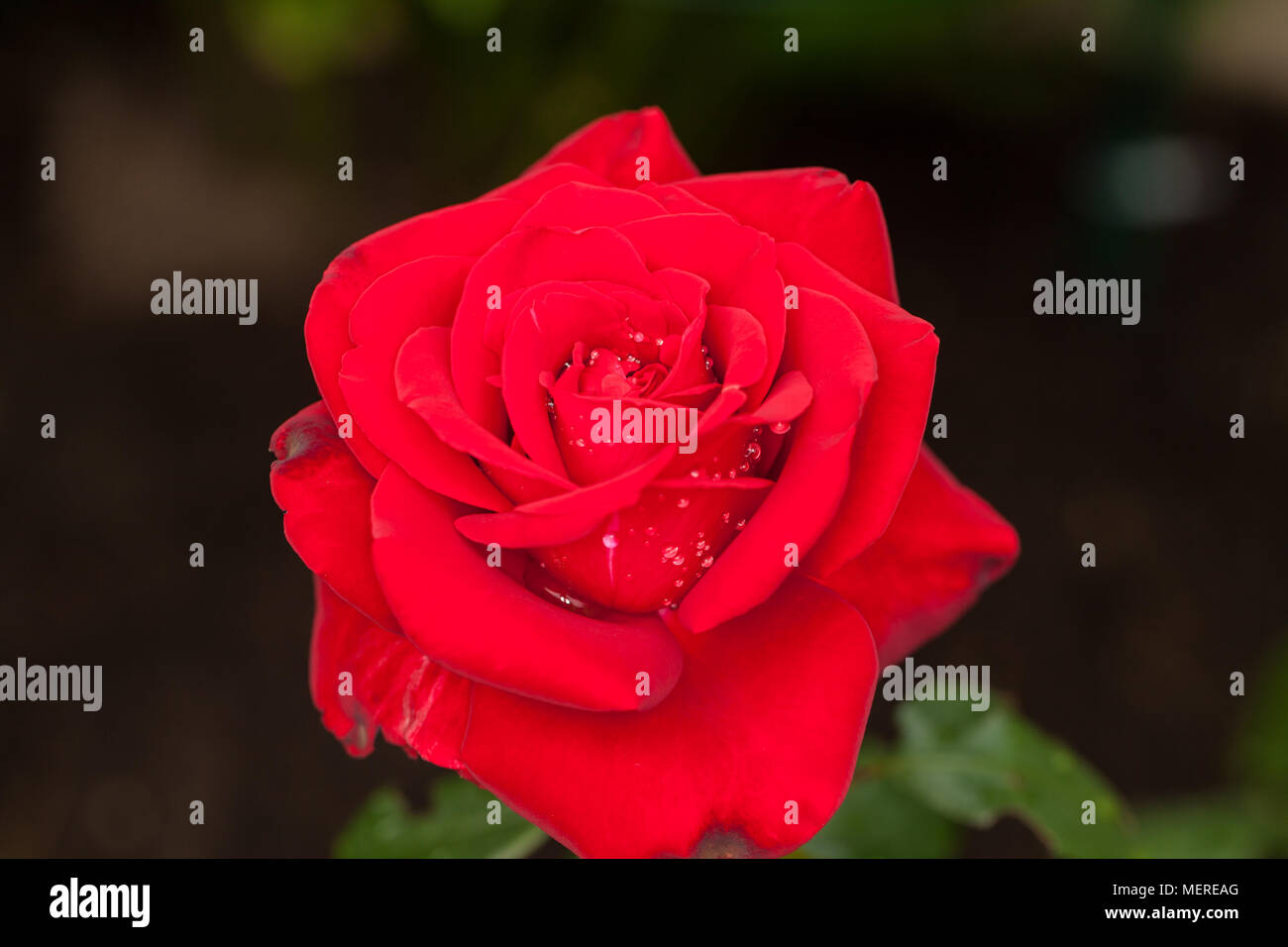 "Carl Philip' Floribunda Rose, Floribundaros (rosa) Foto Stock
