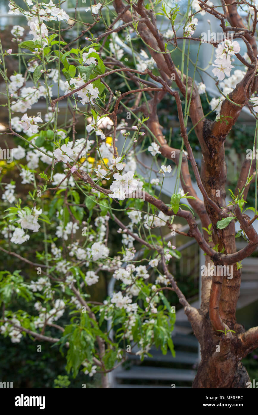 Mandorla, Sötmandel (Prunus dulcis) Foto Stock