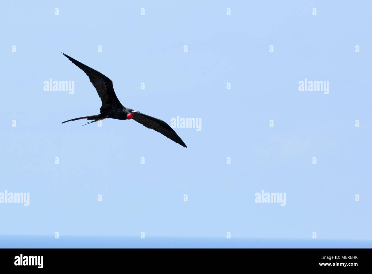 Seychelles - Seychelles, l'isola di Aride, Frigatebird Foto Stock