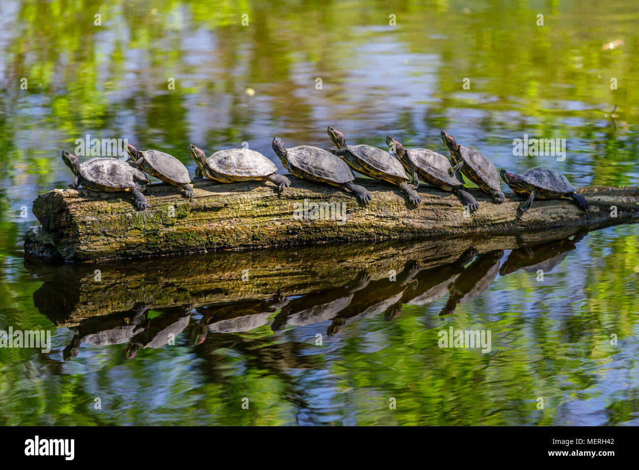 Divertente immagine di Nizza tartarughe in fila su di un vecchio tronco di albero sul lago (Trachemys scripta elegans). Foto Stock