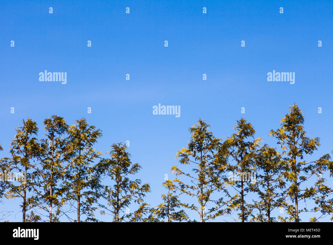 Immagine astratta delle punte di un Western Red Cedar hedge Foto Stock