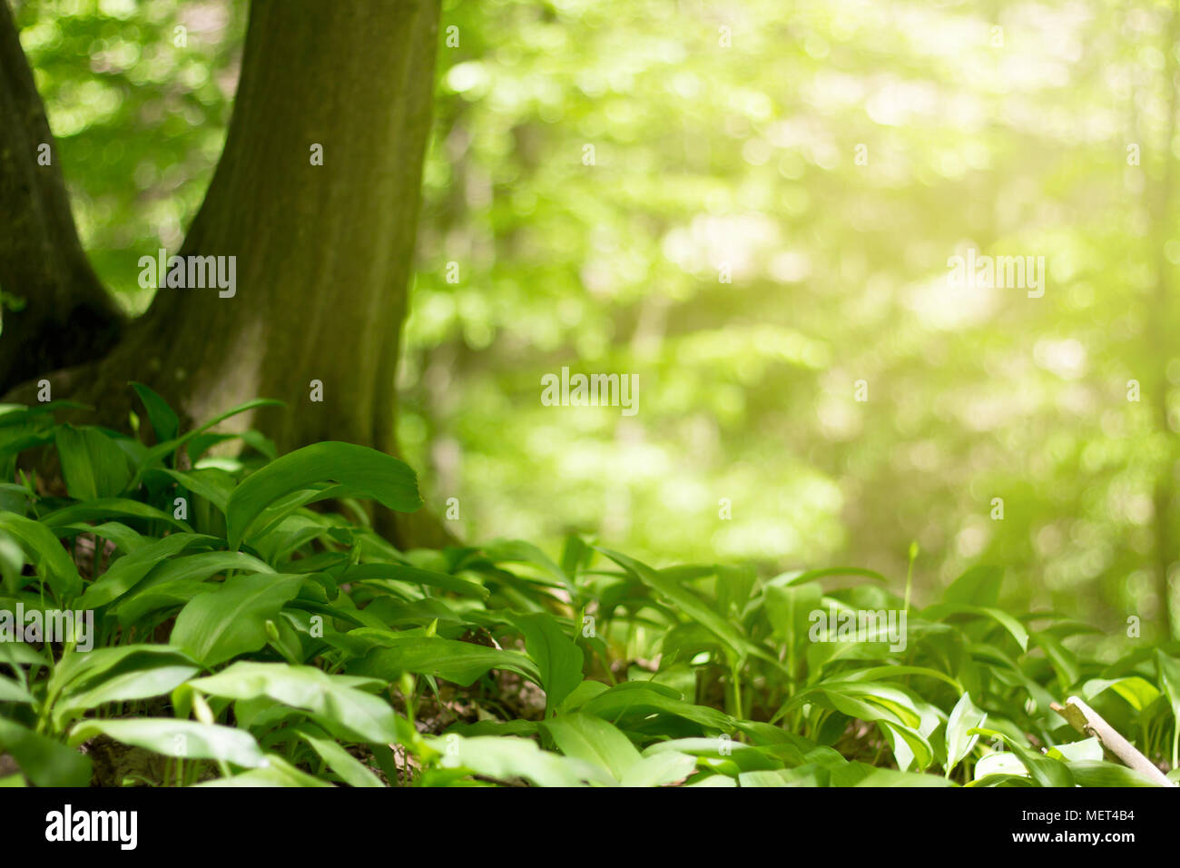 Magia verde della foresta Foto Stock