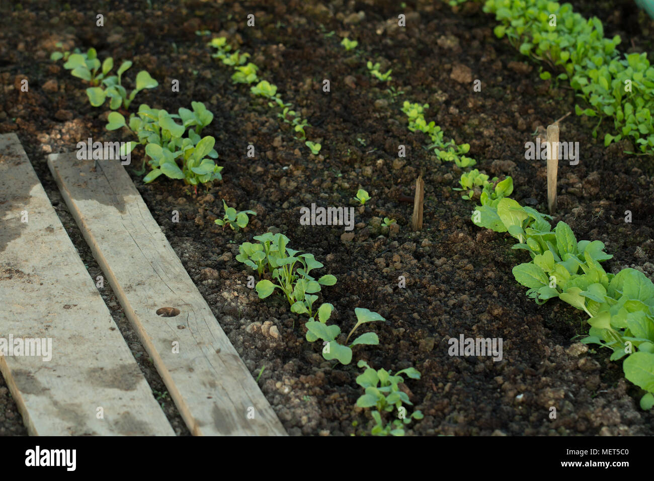 Nuovo insalata fresca piantine in suolo fertile Foto Stock