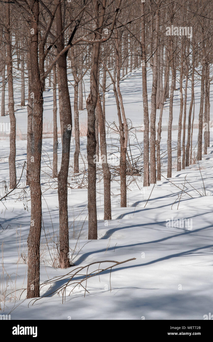 Un cavalletto di gli alberi di noce nera su un tree farm in New Hampshire (US). Foto Stock