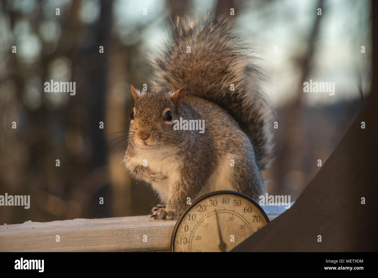 Fotografia di uno scoiattolo nelle prime ore del mattino, catturata su un teleobiettivo con zoom. Foto Stock