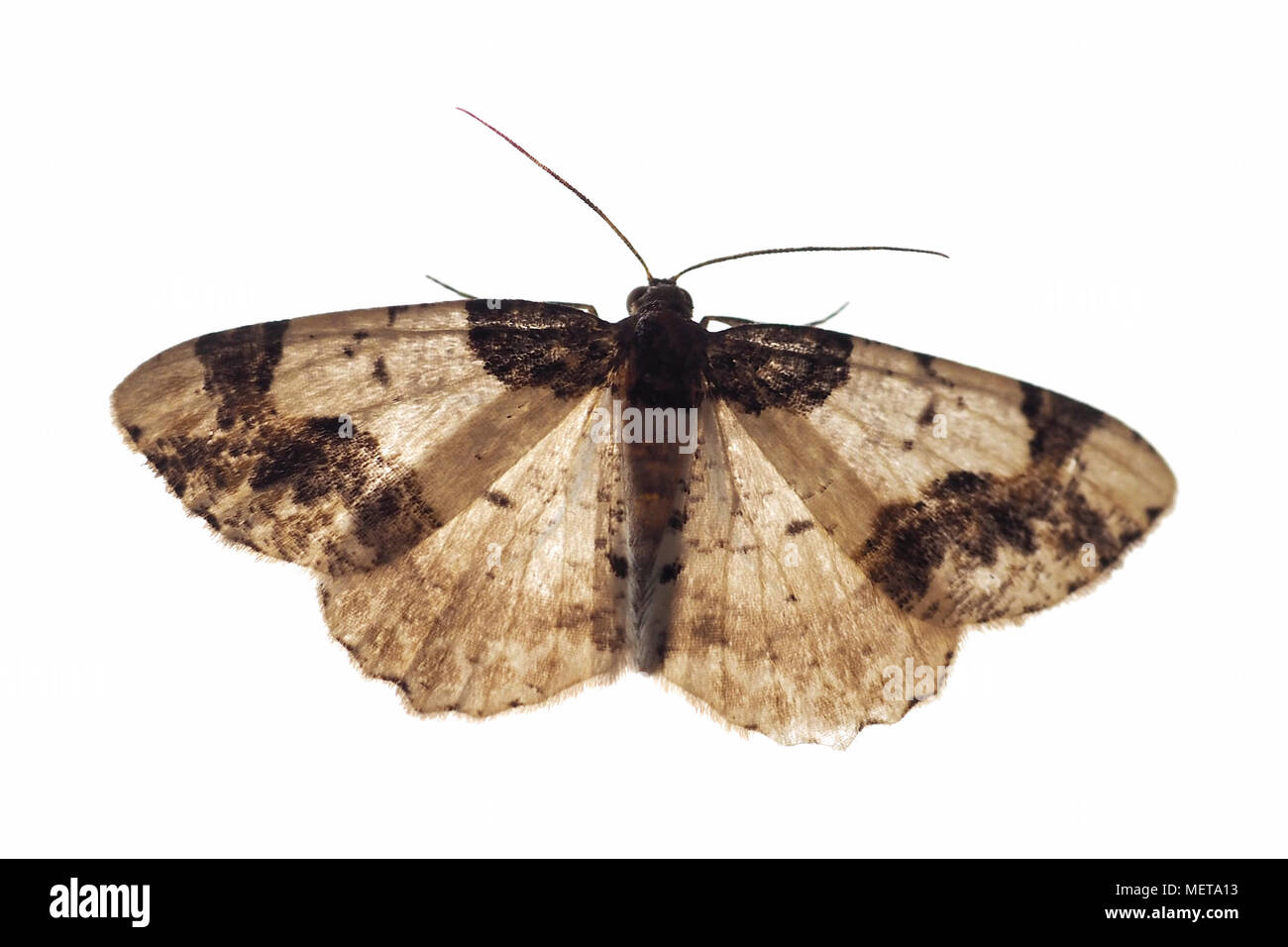 La tignola butterfly nell'ordine di insetti lepidotteri animale isolato su sfondo bianco Foto Stock