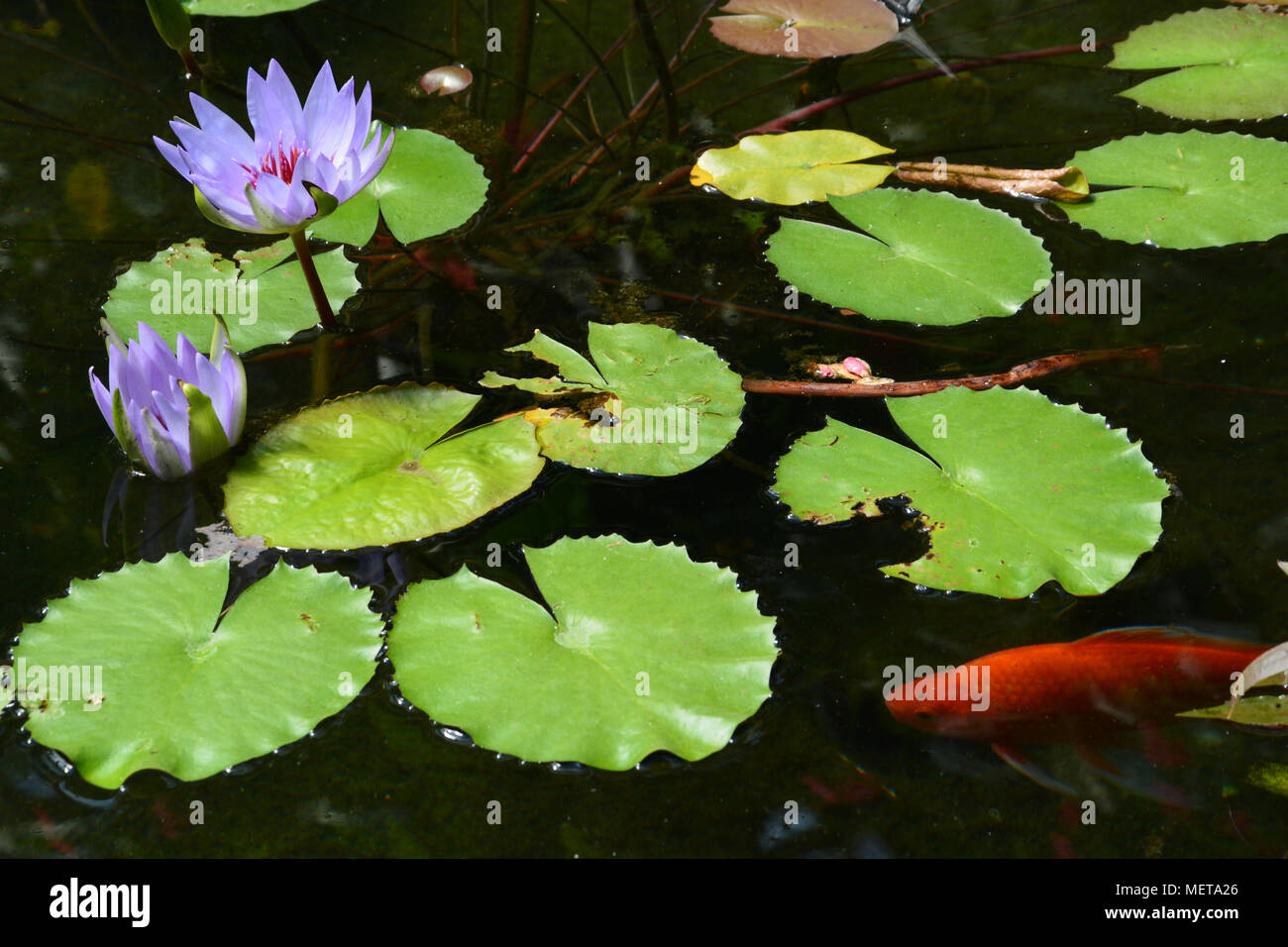 Viola fiore di loto in un stagno di Koi in una serra serra. Foto Stock