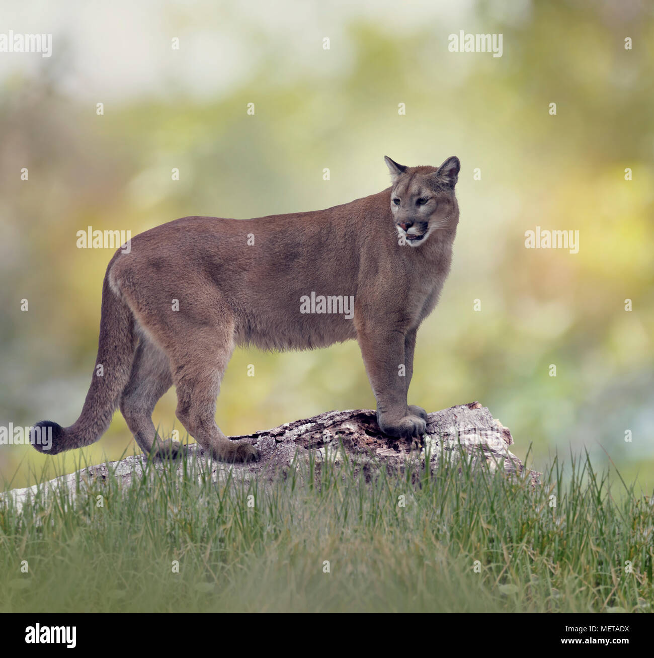 Florida panther o cougar su un log Foto Stock