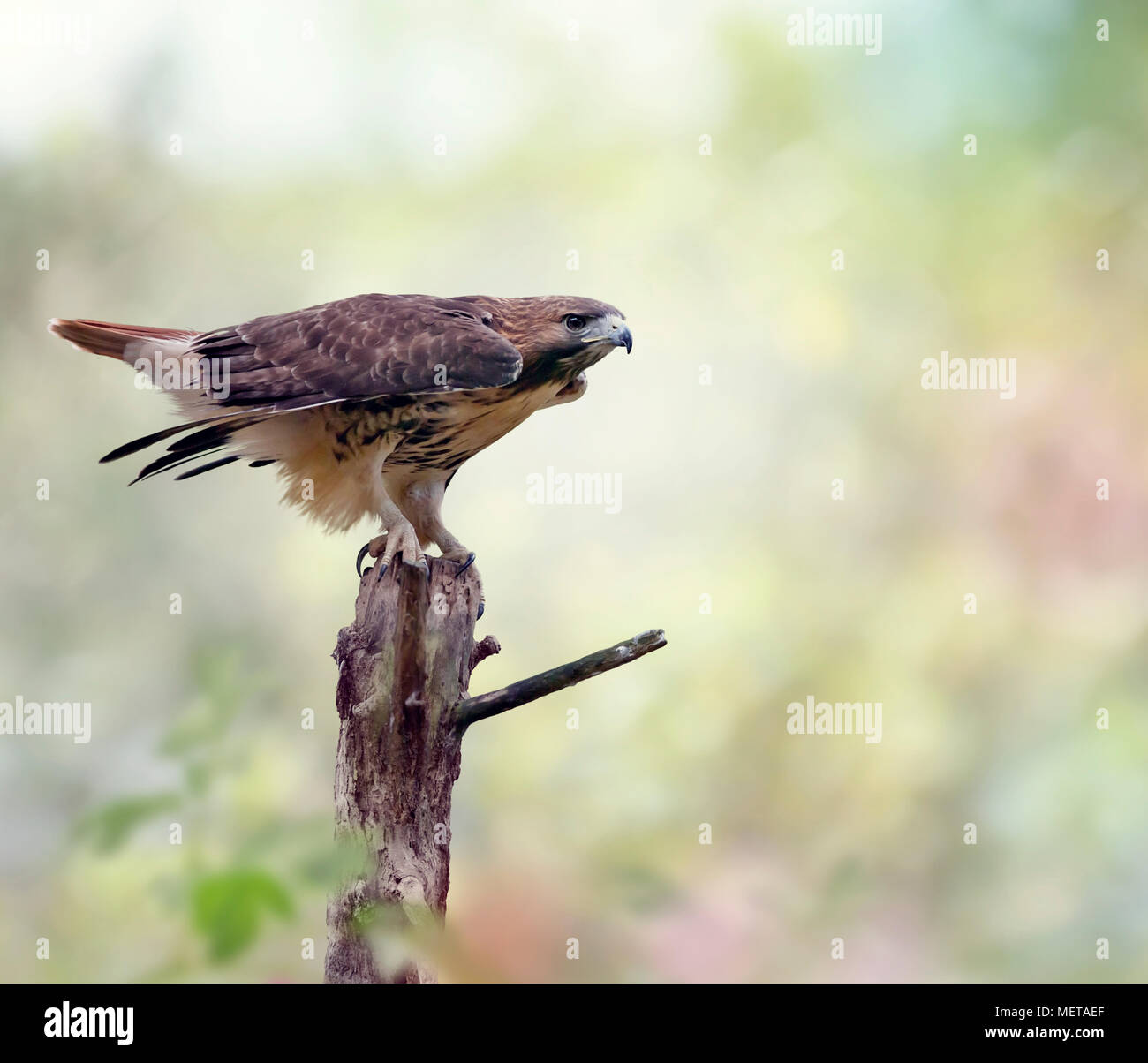 Red-tailed hawk (Buteo jamaicensis) seduto su un log Foto Stock