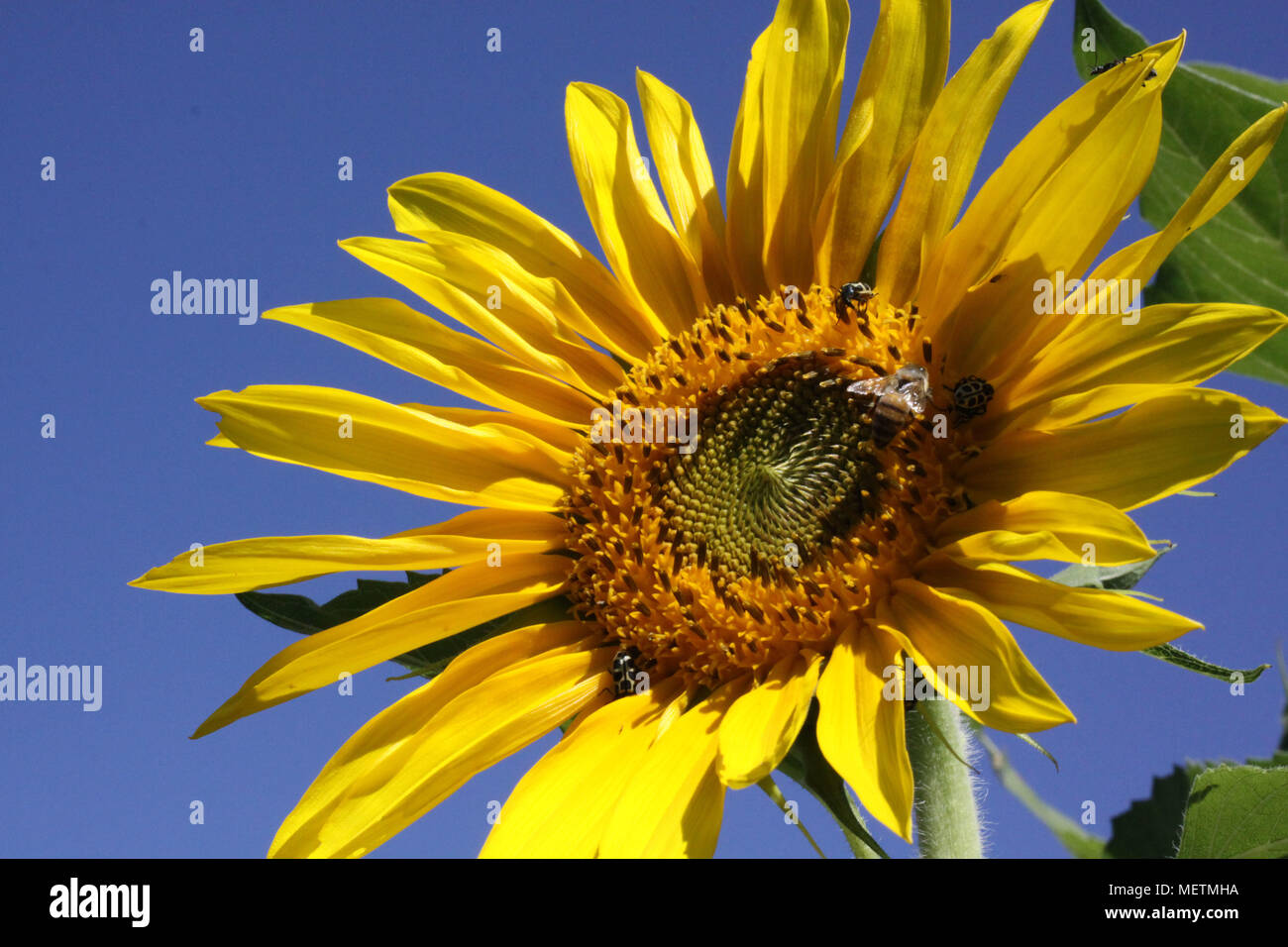 CAMPO MOURÃO, PR - 21.04.2018: PLANTIO DE GIRASSOL GANHA ESPAÇO n. PR - La piantagione di girasole così come alternativa economica sta diventando un'opzione per la rotazione delle colture nelle zone rurali di proprietà nel campo Mourão regione, nel Centre-west del Paraná. Secondo gli agricoltori, oltre a migliorare la qualità del suolo a Pest e il controllo delle malattie, la semina di semi di girasole sostituisce i fagioli di soia e fagioli che richiede un sacco di manodopera dalla semina al raccolto. Nella foto, piantagione di semi di girasole in proprietà rurali. (Foto: Dirceu Portogallo/Fotoarena) Foto Stock