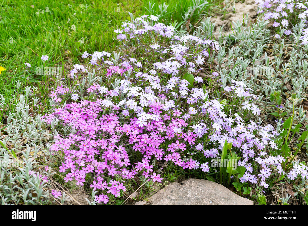 Erba decorativa. Foto Stock