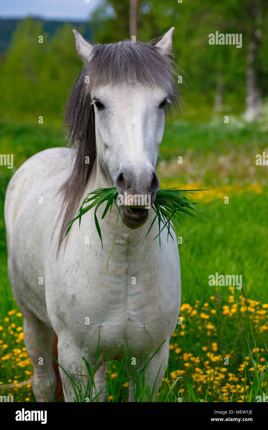 White Horse munching erba su un prato a molla Foto Stock