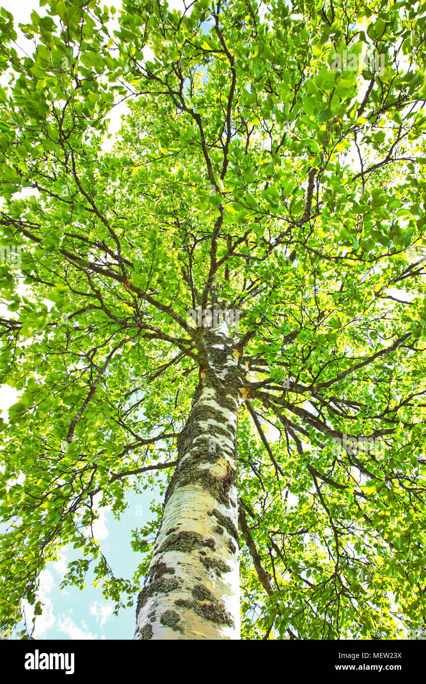 Una betulla con foglie fresche in primavera è visto da un basso vantage point con obiettivo grandangolare Foto Stock
