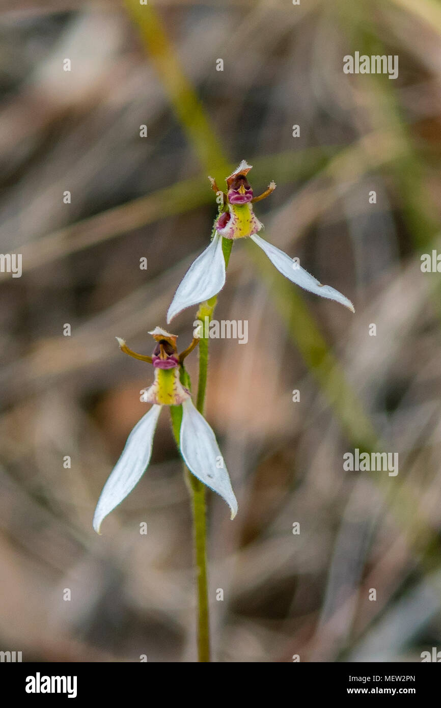 Eriochilus cucullatus, Parson bande del Orchid a Boomer della riserva, Panton Hill, Victoria, Australia Foto Stock