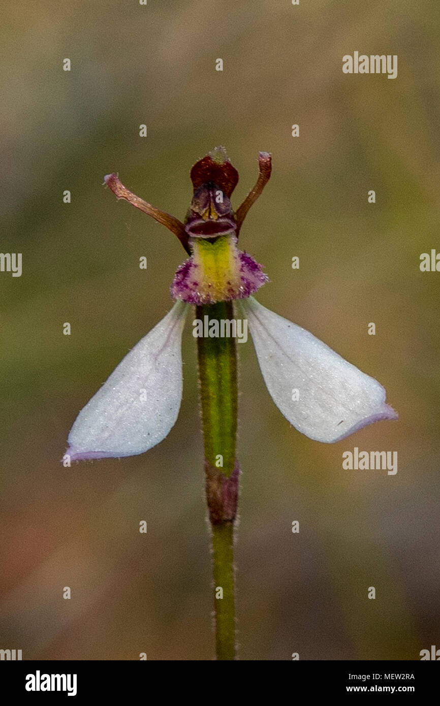 Eriochilus cucullatus, Parson bande del Orchid a Boomer della riserva, Panton Hill, Victoria, Australia Foto Stock