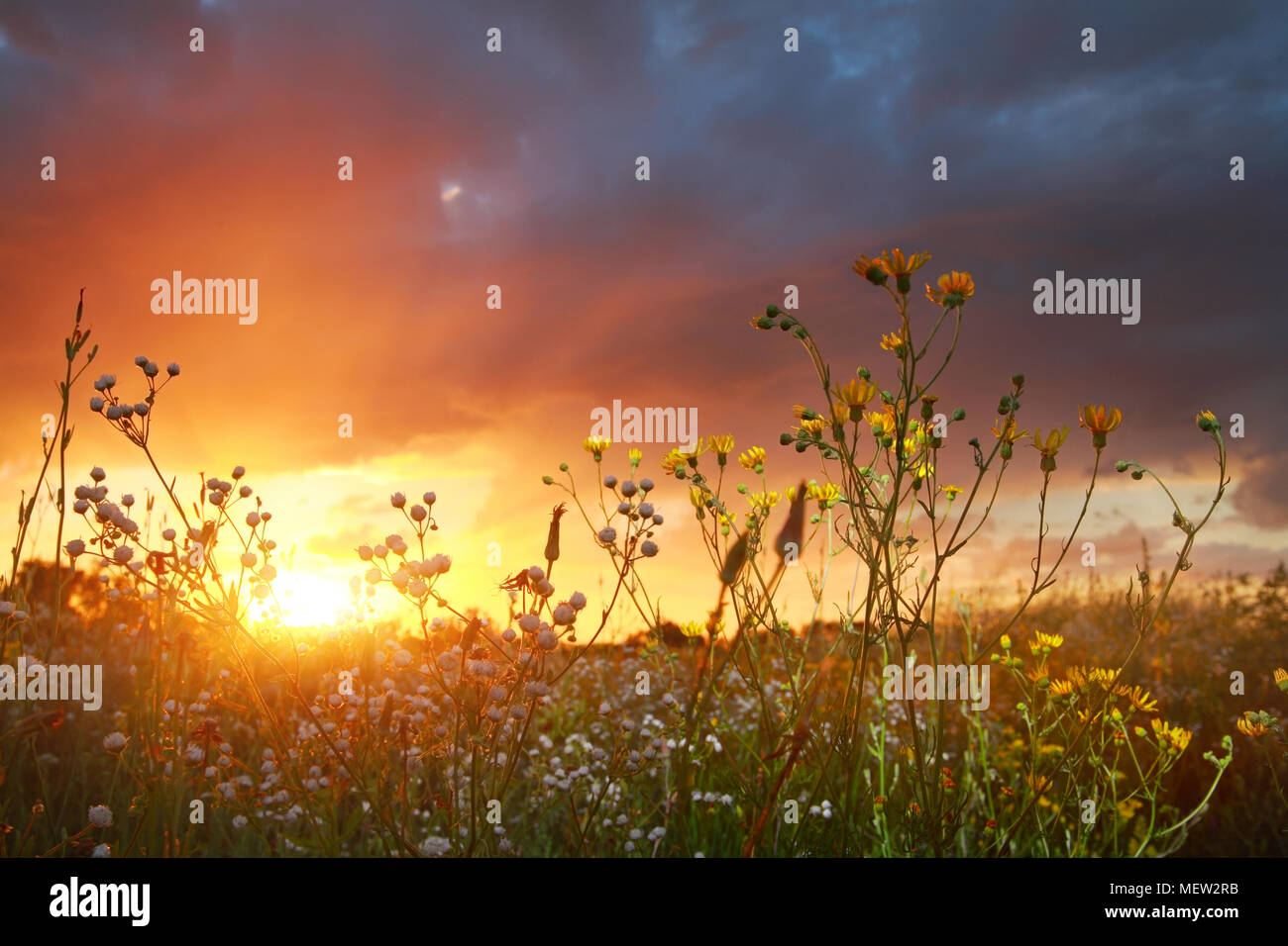 Fiori selvaggi contro il sole di setting, paesaggio Foto Stock