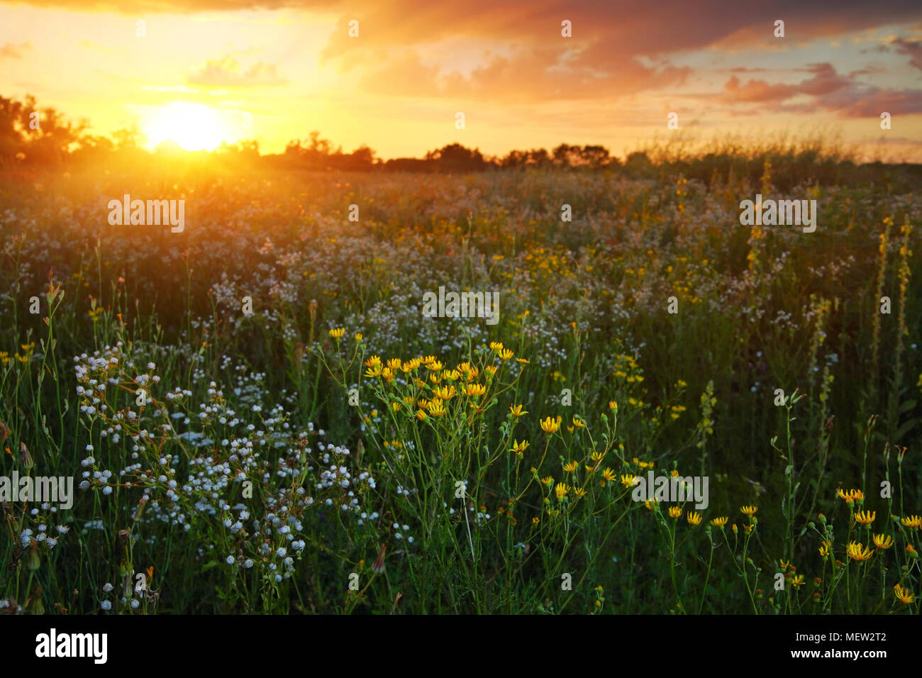Bellissimi fiori selvatici al tramonto, paesaggio Foto Stock