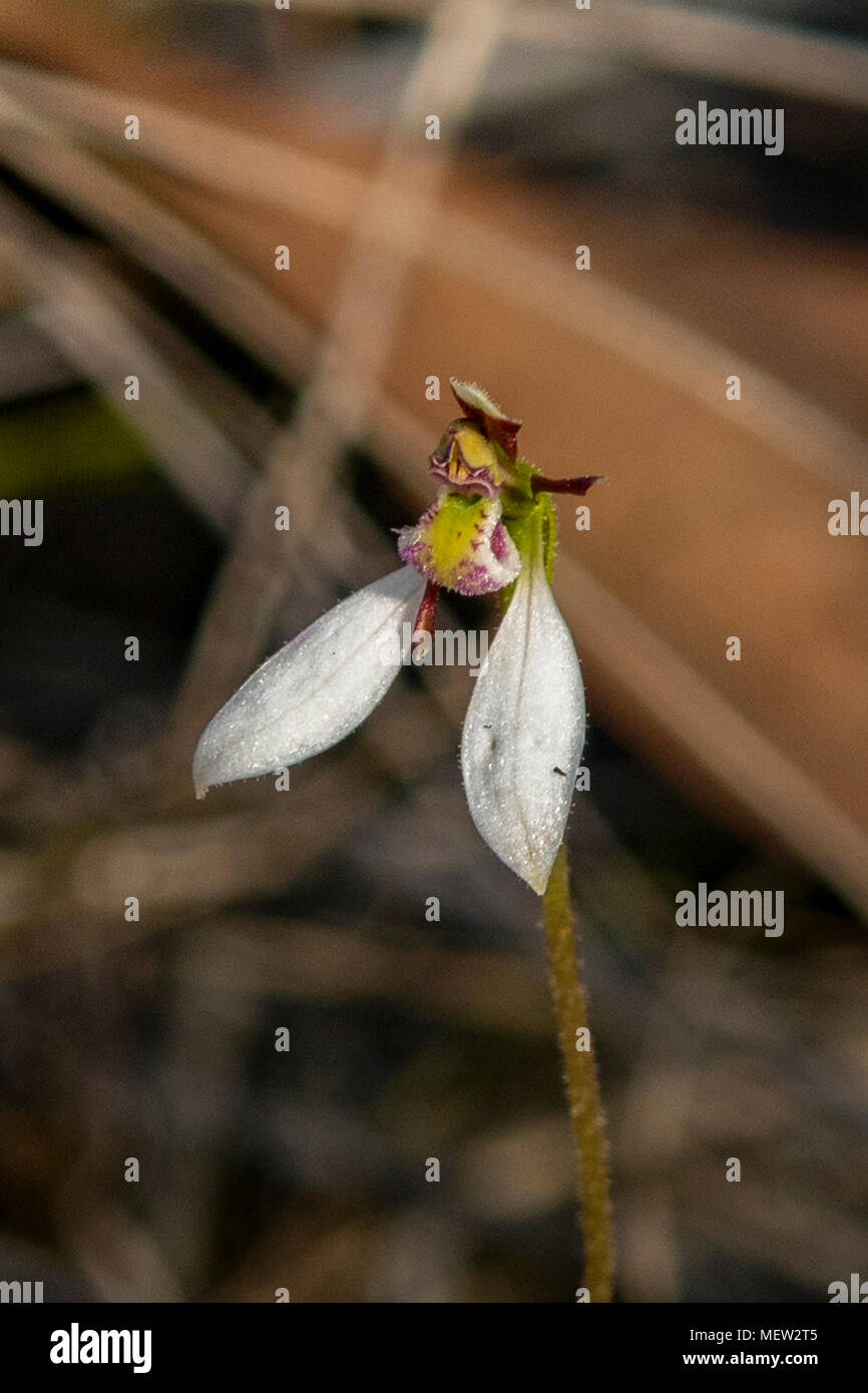 Eriochilus cucullatus, Parson bande del Orchid a Boomer della riserva, Panton Hill, Victoria, Australia Foto Stock