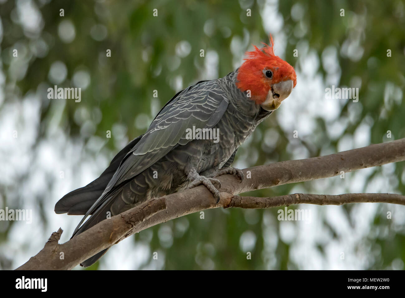 Pista-pista Cacatua, Callocephalon fimbriatum a Doreen, Victoria, Australia Foto Stock