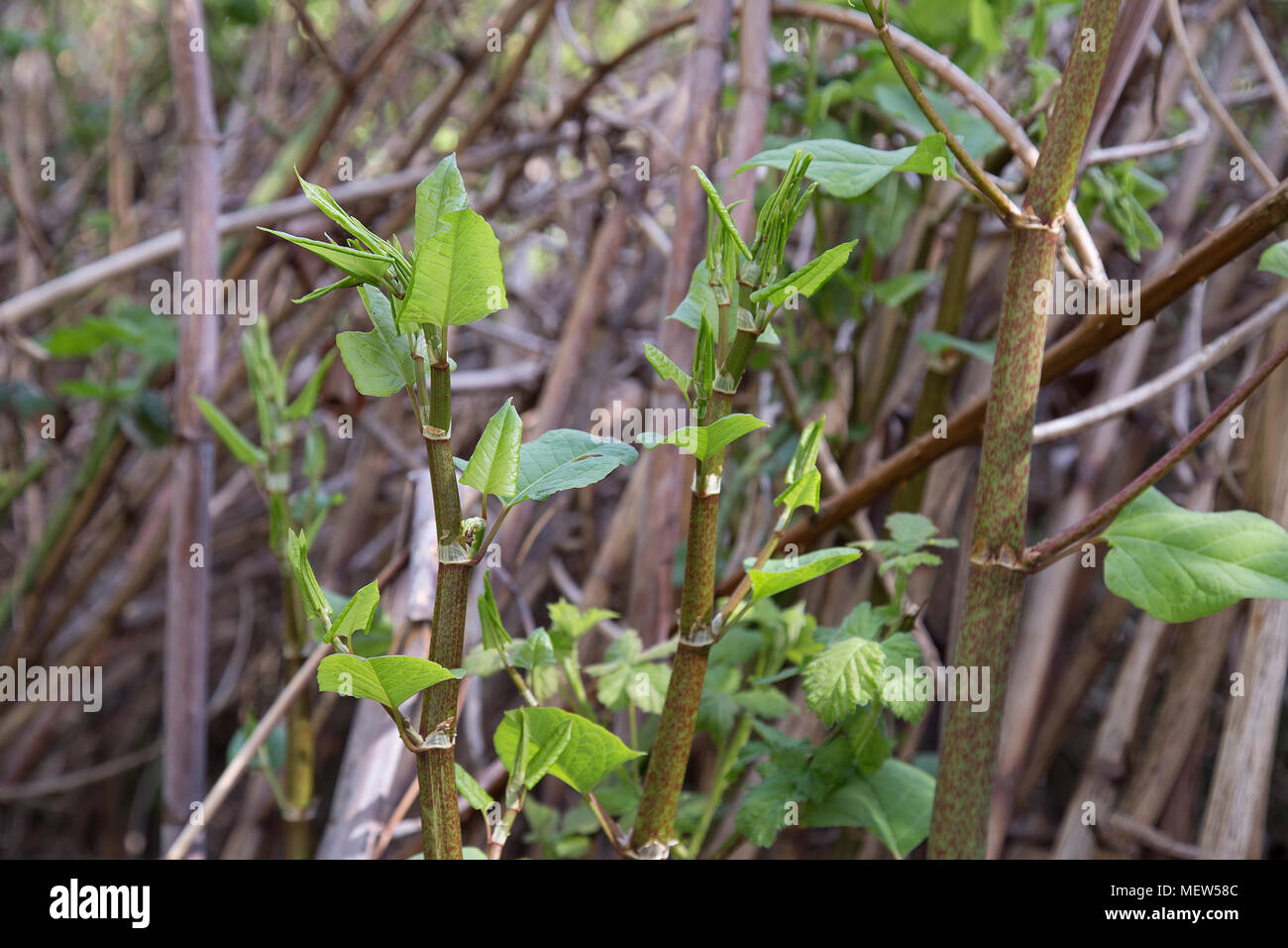 Giovani knotweed giapponese che cresce in giardino suburbano NEL REGNO UNITO Foto Stock