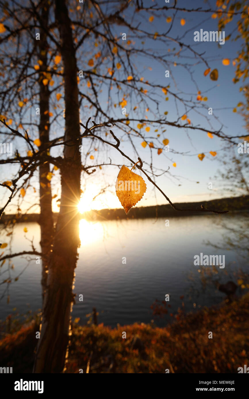 Il sole illumina le ultime foglie gialle aggrappato a un vecchio albero di betulla. Le tranquille acque del lago nel sud della Lapponia riflette il golden sh Foto Stock