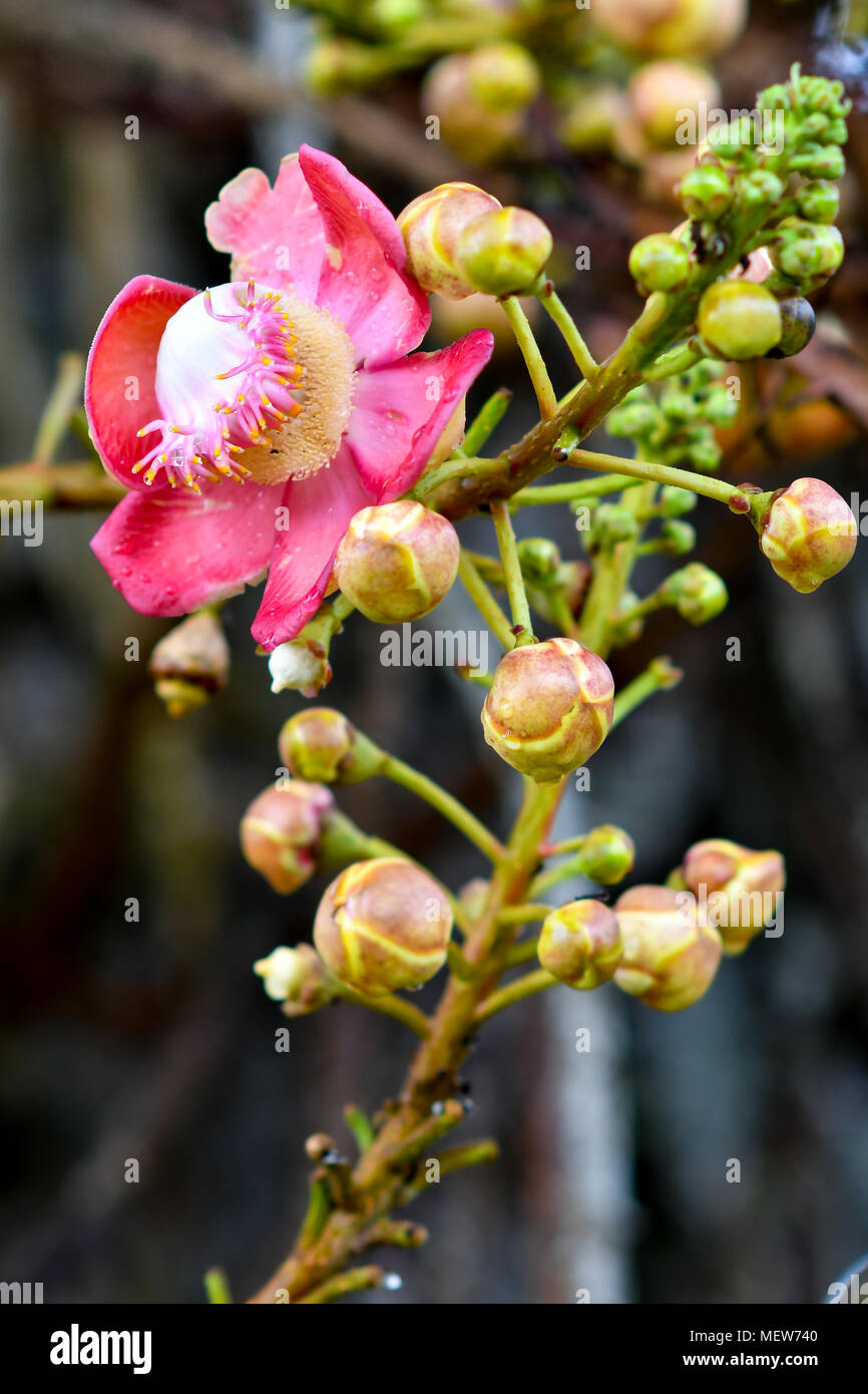 Fiore di palla di cannone tree Foto Stock