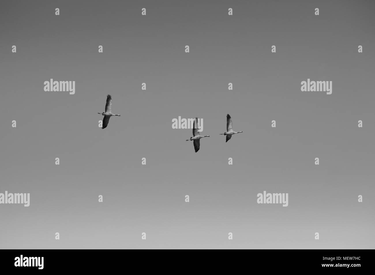 Gru comune (grus grus) sono lievitati attraverso il cielo in una giornata di sole in primavera. Foto Stock
