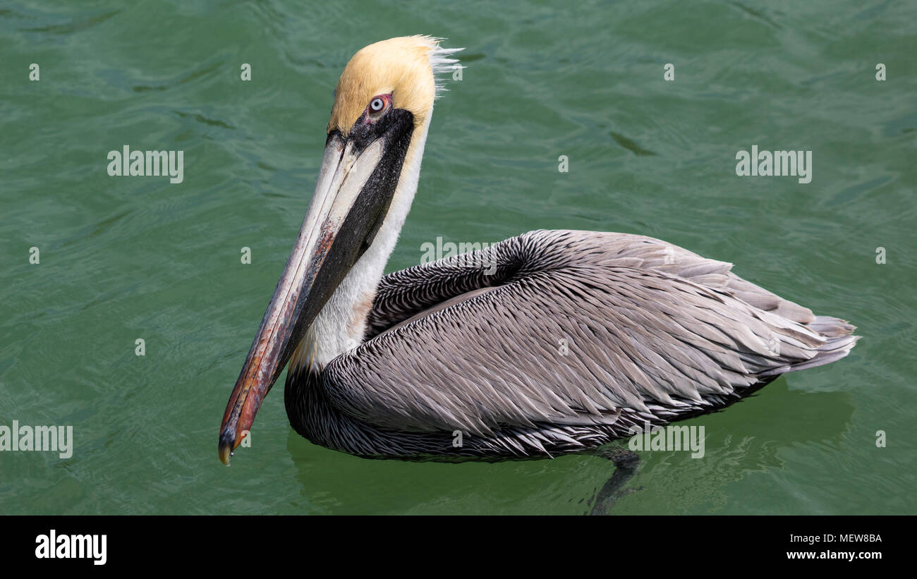 Adulto Brown Pelican, Pelecanus occidentalis, grigio ala piume e becco lungo galleggiante nella maratona, Florida USA Foto Stock