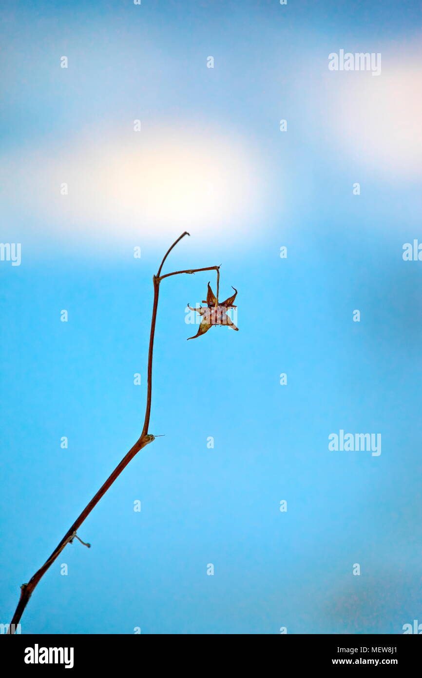 Una stella di fiori appassiti seduto su di una levetta su una soleggiata giornata invernale. Foto Stock